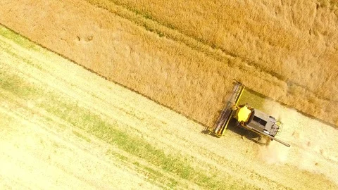Combine harvester on rapeseed field. Video stock 78387967