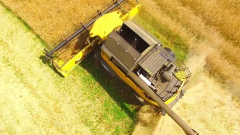 Combine harvester on rapeseed field. Video stock 78388571