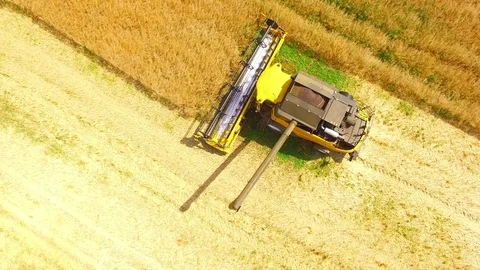 Combine harvester on rapeseed field. Video stock 78389947