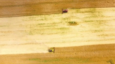 Combine harvester on rapeseed field. Video stock 78395772