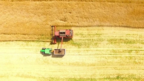 Combine harvester on rapeseed field. Video stock 78396984