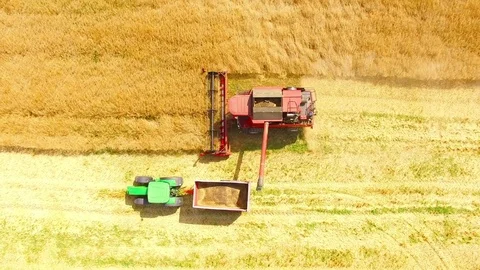Combine harvester on rapeseed field. Video stock 78398541