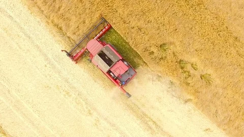 Combine harvester on rapeseed field. Video stock 78400432