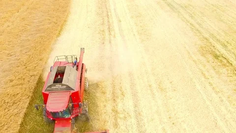 Combine harvester on rapeseed field. Video stock 78400825