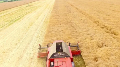 Combine harvester on rapeseed field. Video stock 78401335
