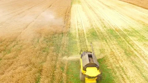 Combine harvester on rapeseed field. Video stock 78401374