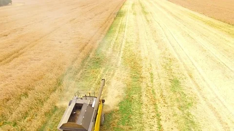 Combine harvester on rapeseed field. Video stock 78402076