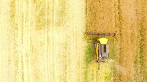 Combine harvester on rapeseed field. Video stock 78404355