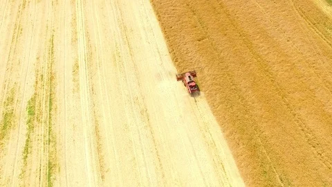 Combine harvester on rapeseed field. Video stock 78405253