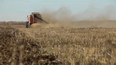 Combine harvester. Rapeseed field. Rape harvesting Stock Footage 73137426