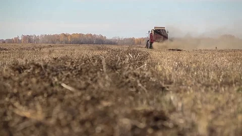 Combine harvester. Rapeseed field. Rape harvesting Stock Footage 73137552