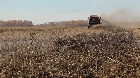 Combine harvester. Rapeseed field. Rape harvesting Stock Footage 73137670
