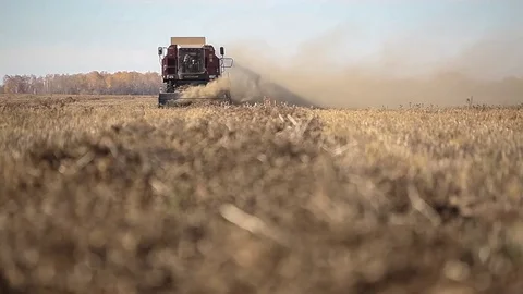 Combine harvester. Rapeseed field. Rape harvesting Stock Footage 73137845