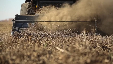 Combine harvester. Rapeseed field. Rape harvesting Stock Footage 73138031