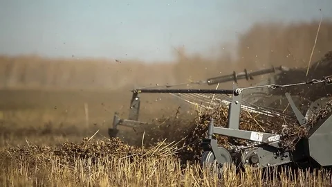 Combine harvester. Rapeseed field. Rape harvesting 스톡 동영상 73138127