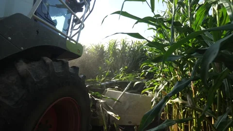 A combine harvester reaps a field of corn. corn harvest. corn grinding Stock Footage 251996571