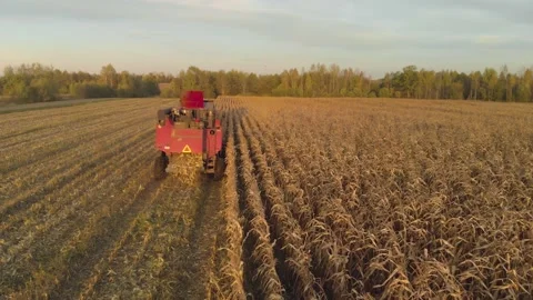 Combine harvester removes corn Stock Footage 148974072
