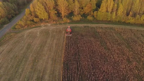 Combine harvester removes corn Vídeos de archivo 149022610