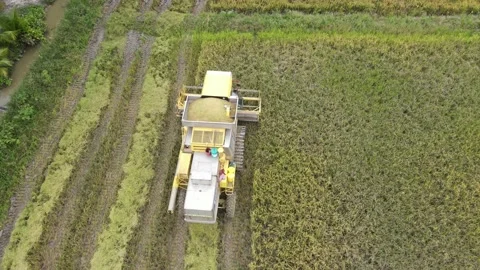 Combine harvester in the rice field Stock Footage 157945523