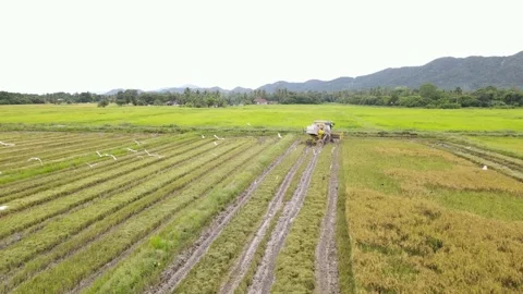 Combine harvester in the rice field Stock Footage 157945527