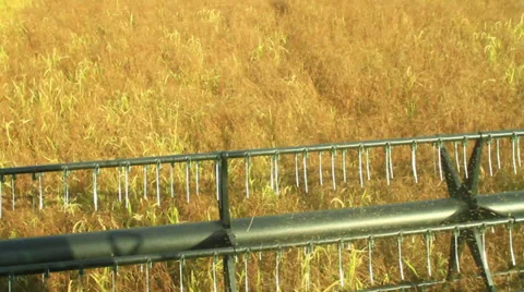 Combine harvester rice Stock Footage 32151091