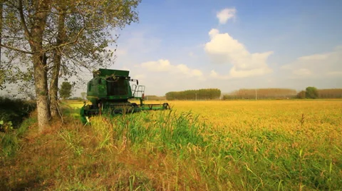 Combine harvester rice Video stock 32161831