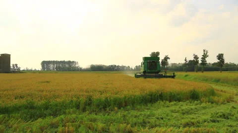 Combine harvester rice Video stock 32161847