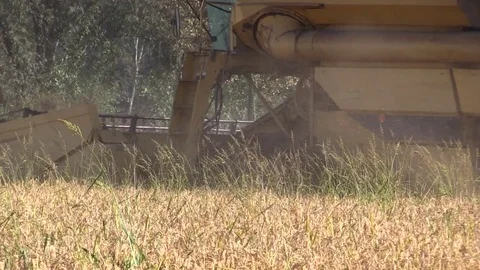 Combine harvester rice Stock Footage 81004499