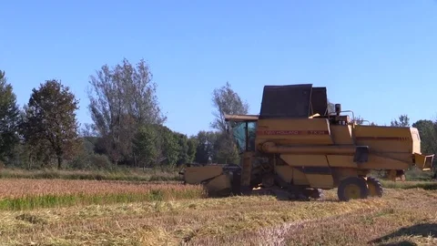 Combine harvester rice Stock Footage 81009768