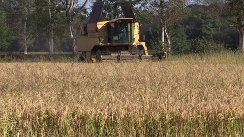 Combine harvester rice Stock Footage 81009796