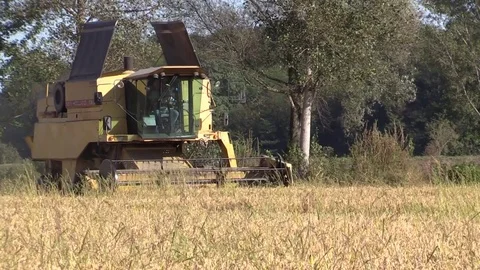 Combine harvester rice Stock Footage 81186416