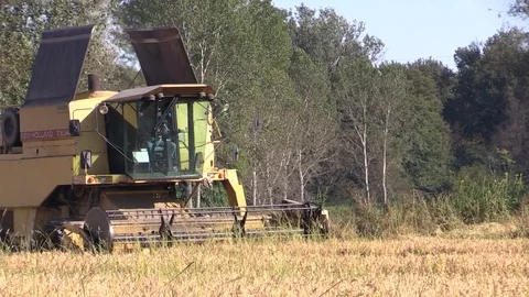 Combine harvester rice Stock Footage 81186790