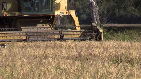 Combine harvester rice Stock Footage 81311408