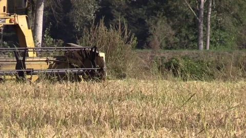 Combine harvester rice Stock Footage 81311647