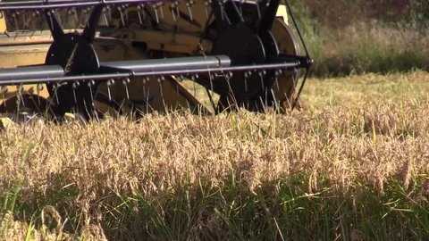 Combine harvester rice Stock Footage 81311905