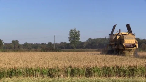 Combine harvester rice Stock Footage 81311933