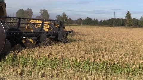 Combine harvester rice Stock Footage 81312281