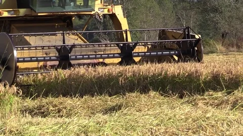 Combine harvester rice Stock Footage 81612172