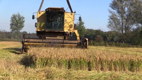 Combine harvester rice Stock Footage 81613035