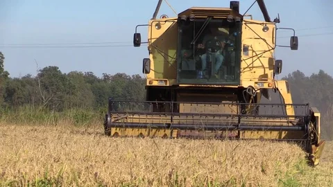 Combine harvester rice Stock Footage 81781115