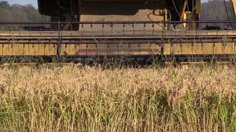 Combine harvester rice Stock Footage 81809701