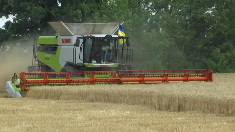 Combine harvester rides through the field and harvests wheat Stock Footage 201396160