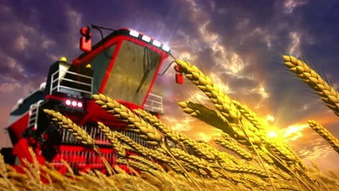 Combine harvester on rye spikelets field at sunset Video stock 166846895