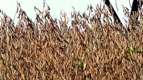 Combine-harvester  in soybean field. Stock Footage 47780127