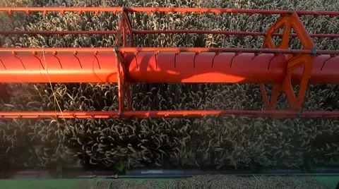 Combine harvester treshing wheat cutterbars view Stock Footage 65217596