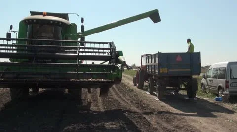 Combine harvester unloading beans into a trailer 스톡 동영상 12153795