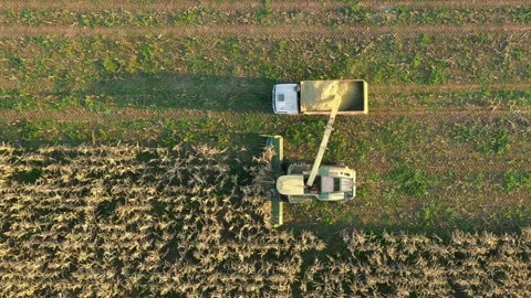 Combine harvester unloading corn grains into truck during harvest season Video stock 315497927