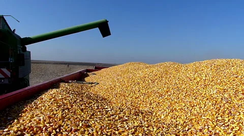 Combine harvester unloading corn to trailer Stock Footage 47850024