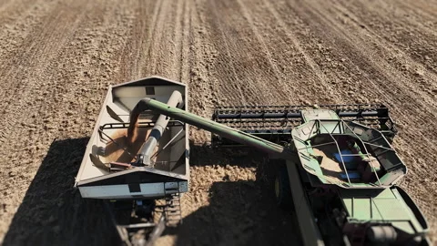 Combine Harvester Unloading Flax Crop into Trailer During Harvest. Stock Footage 345034112