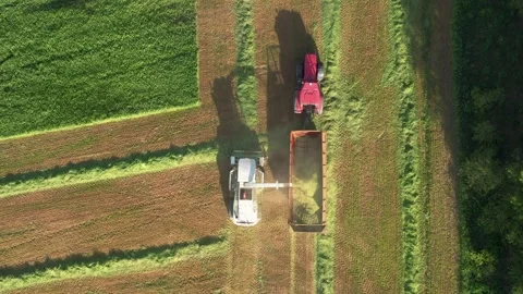 Combine harvester unloading freshly cut grass into tractor trailer Stock Footage 310111465